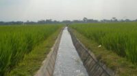 Seno Minta Pembangunan Saluran Irigasi Pertanian Jadi Prioritas