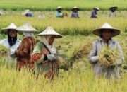 Penguatan Sektor Pertanian Jadi Fokus DPRD Kaltim di Era IKN Nusantara