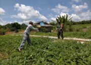 Petani Menamang Panen Semangka Melimpah, Guntur DPRD Kaltim Siap Bantu Alat dan Pupuk