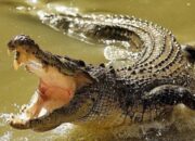 Buaya Masuk Permukiman, Warga Kutai Timur Diminta Hentikan Mandi di Sungai