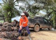 Pendapatan Ekonomi Muara Jawa Tumbuh Lewat Perkebunan Sawit dan Perikanan