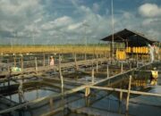 Ketahanan Pangan Jadi Strategi Desa Ponoragan Hadapi Ancaman Iklim