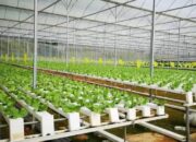 Samboja Barat Kembangkan Sentra Hortikultura Modern