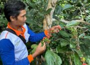 Kopi Kohiman Tumbuhkan Semangat Usaha Warga dan Jadi Inspirasi Desa Lain