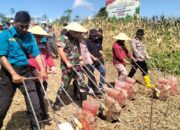 Loa Ipuh Bangkitkan Pertanian Kota Lewat Lahan Jagung Gunung Wang